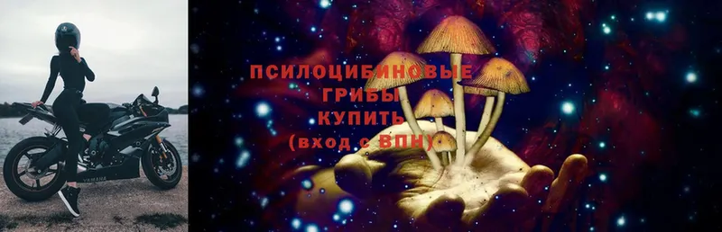 Псилоцибиновые грибы Cubensis  блэк спрут зеркало  Переславль-Залесский 